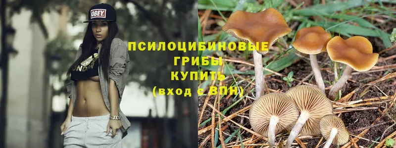 MEGA ссылки  Оленегорск  Псилоцибиновые грибы Cubensis 